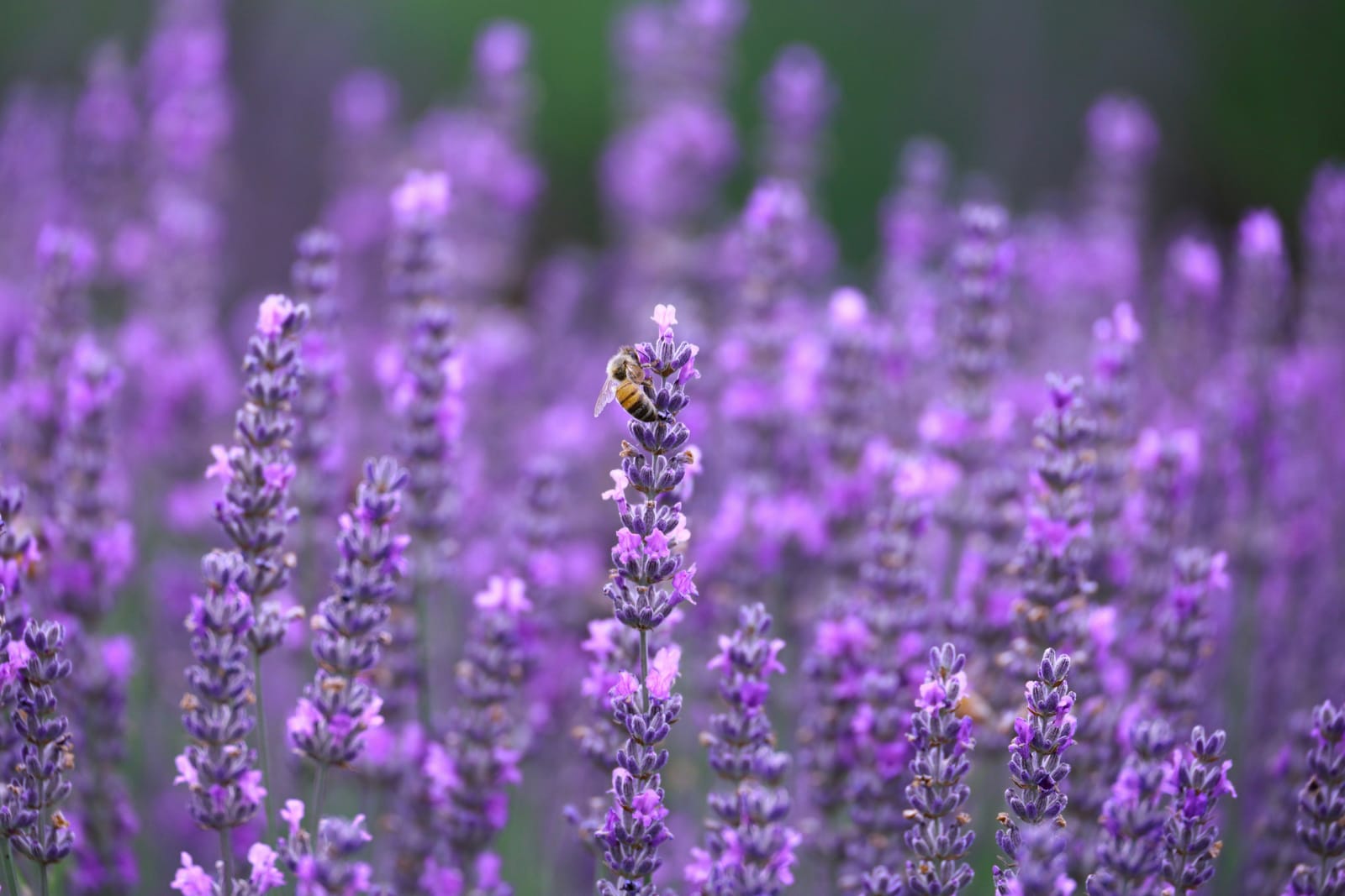 A bee foraging on lavender flowers in a cottage garden border