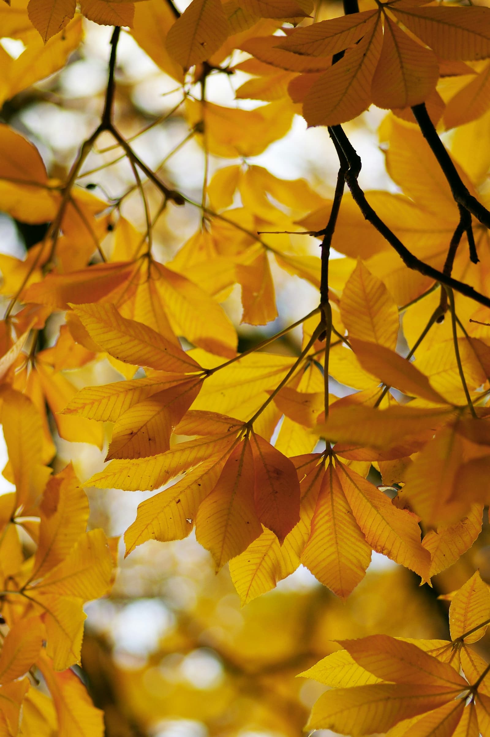Golden autumn leaves backlit on a garden tree