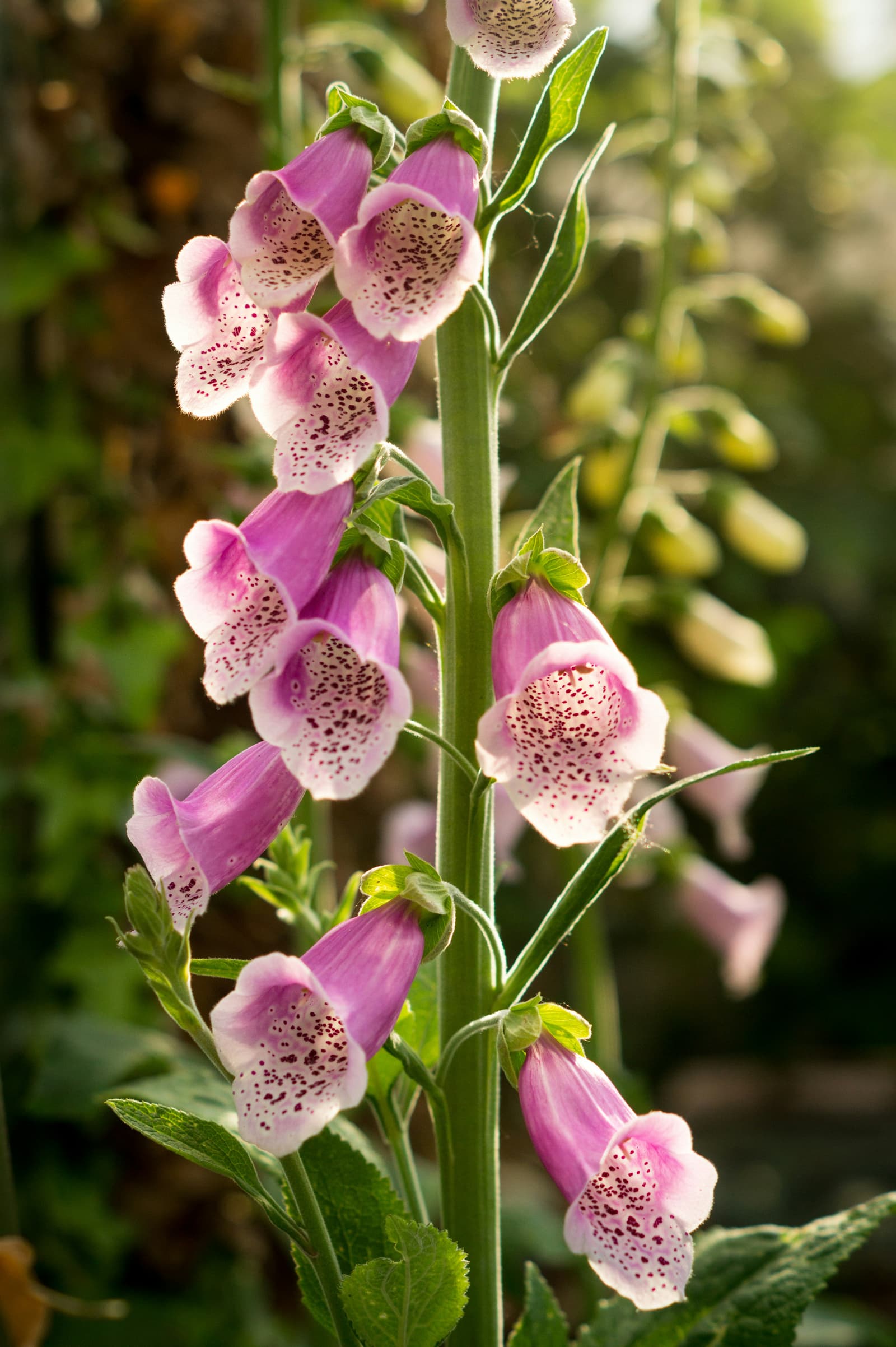 Close-up of pink and white spotted foxglove flowers in a cottage garden
