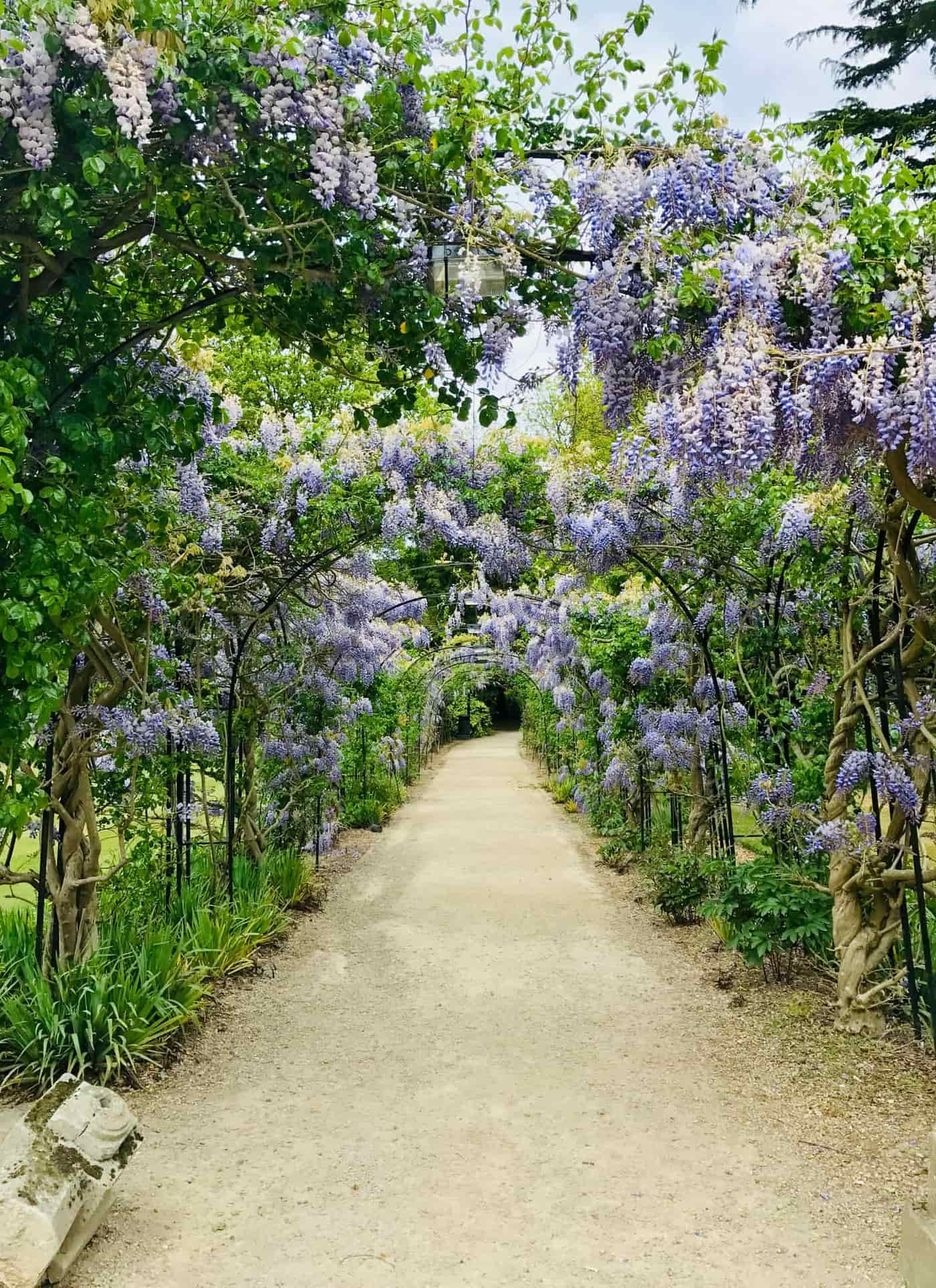 A wisteria-covered arched pergola walkway in an English garden