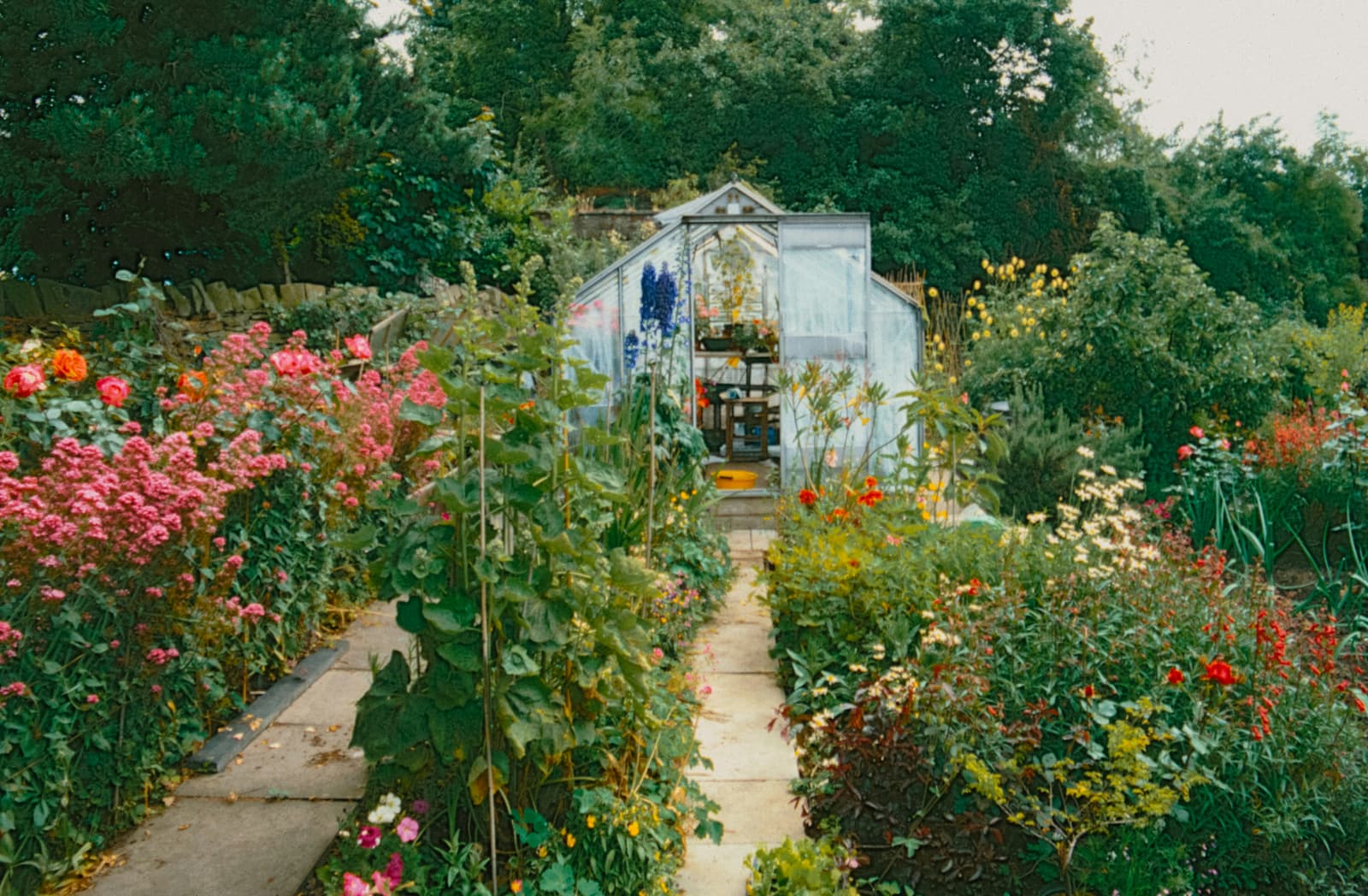 A narrow garden path lined with roses and dahlias leading to a greenhouse